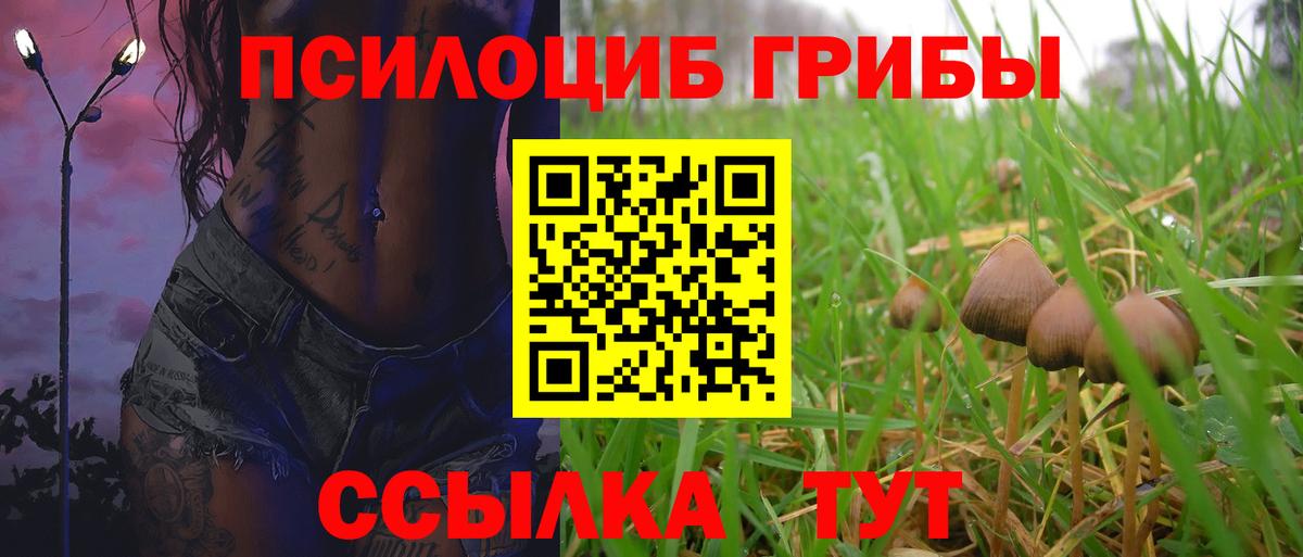 Псилоцибиновые грибы Psilocybe Ачинск